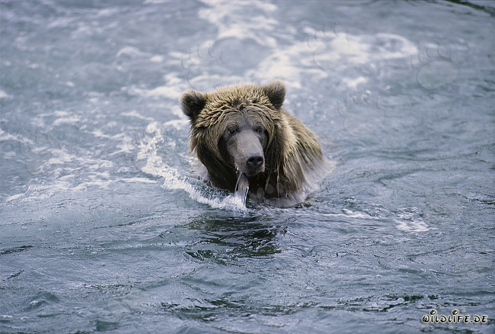Oso pardo pescando en un río claro en Alaska