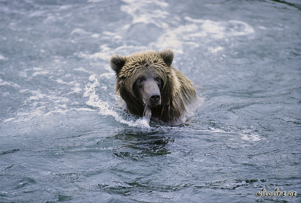 Ours brun pêchant dans une rivière claire en Alaska