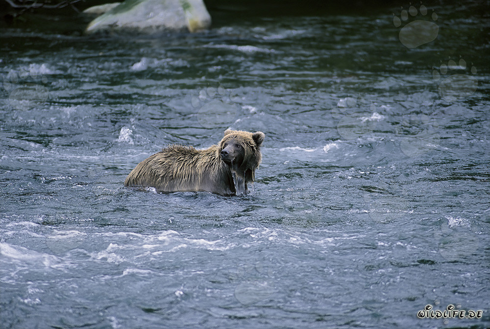 Braunbär im Fluss auf der Suche nach Futter