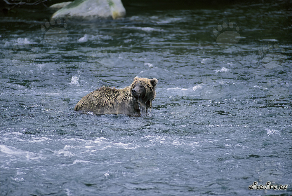 Brown bear in river searching for food