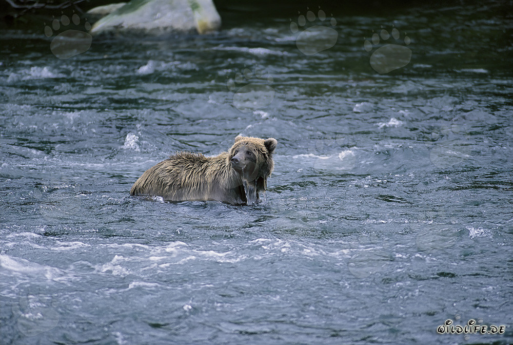 Orso bruno nel fiume alla ricerca di cibo