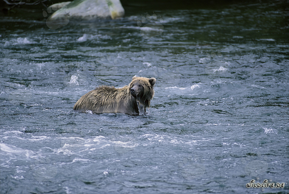 Oso pardo en el río en busca de comida