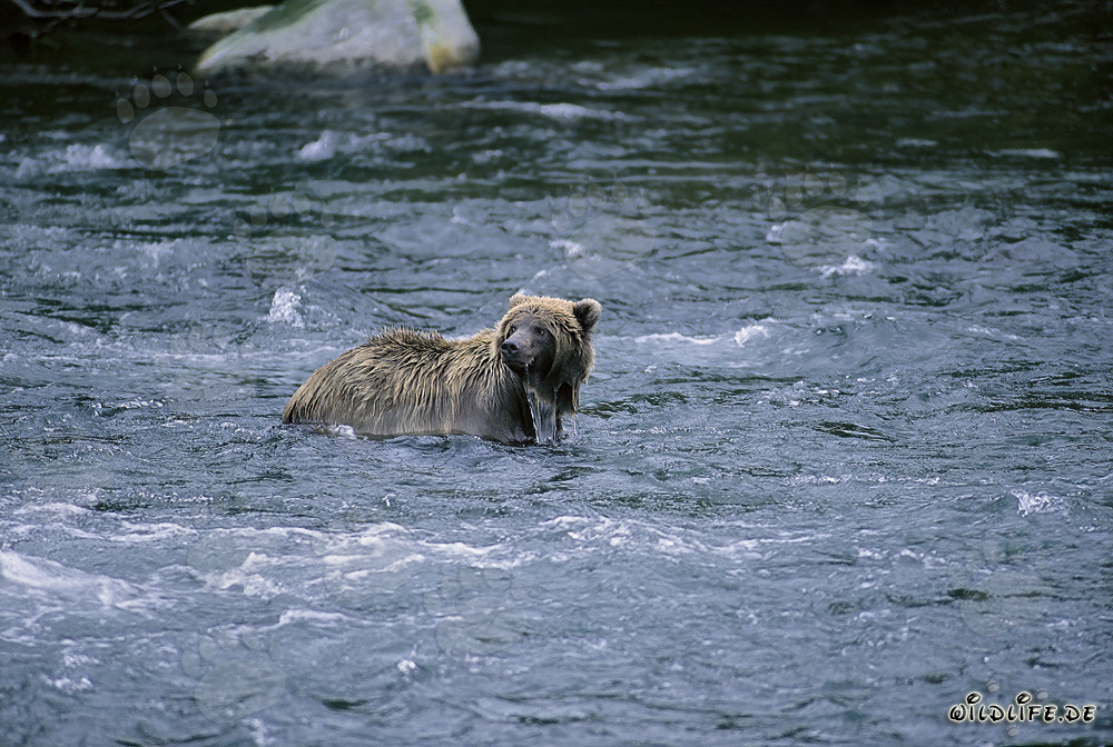 Ours brun dans la rivière à la recherche de nourriture