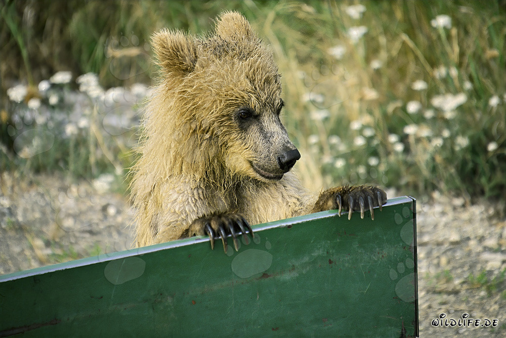 Giovane orso bruno curioso al campo di Brooks in Alaska