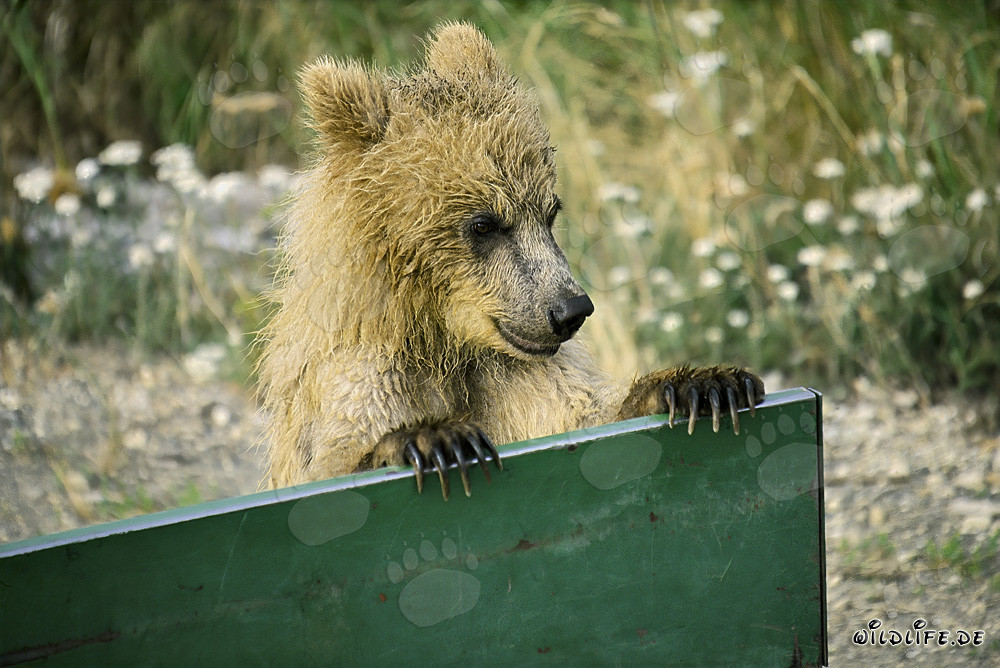 Jeune ours brun curieux au camp de Brooks en Alaska