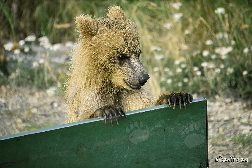 Joven oso pardo curioso en el campamento de Brooks en Alaska