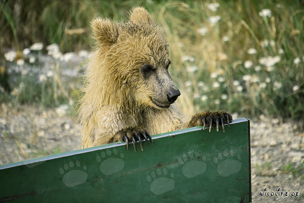 Neugieriger junger Braunbär am Brooks Camp in Alaska
