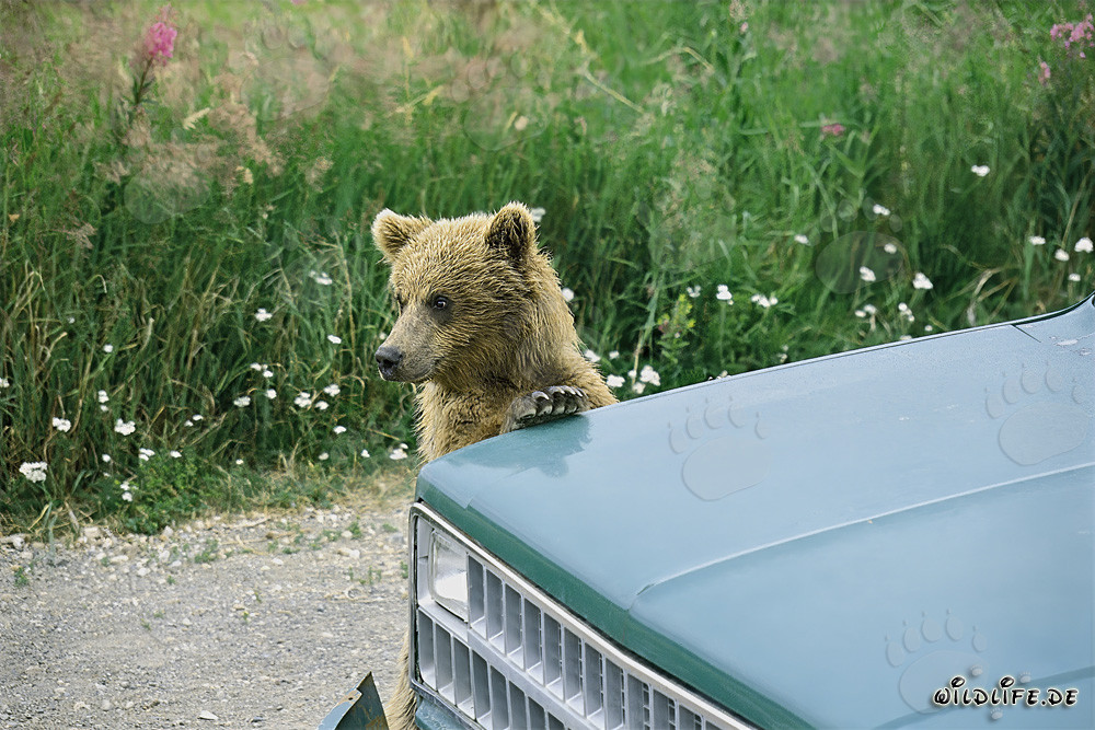 Neugieriger Braunbärjungling erkundet das Auto