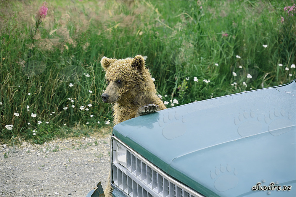 Jeune ourson brun curieux explore la voiture