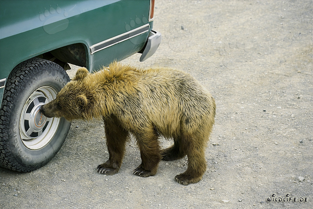 Neugieriger Braunbär erkundet Radkappe im Katmai-Nationalpark, Alaska