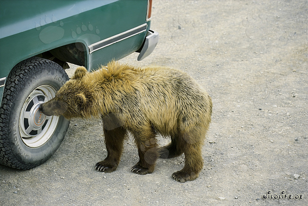 Curious Brown Bear Explores Hubcap in Katmai National Park, Alaska