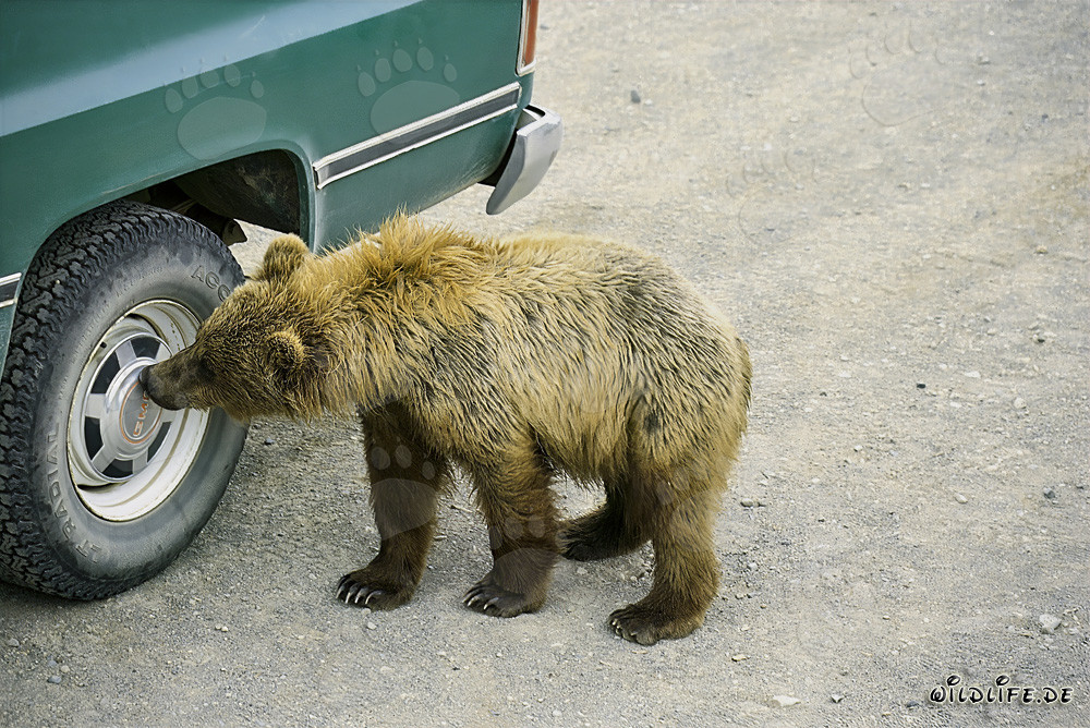 Giovane orso bruno curioso esplora un coprimozzo nel Parco Nazionale di Katmai, in Alaska