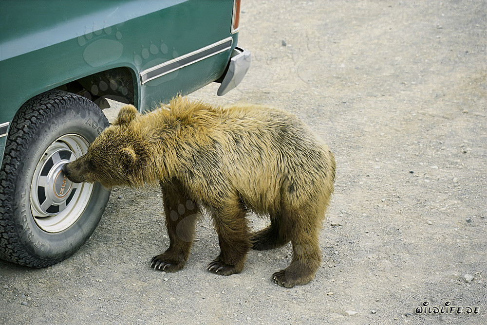Jeune ours brun curieux explore un enjoliveur au parc national de Katmai, en Alaska