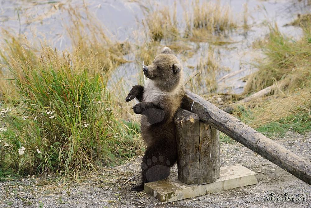 Kleiner Braunbär an einer Schranke