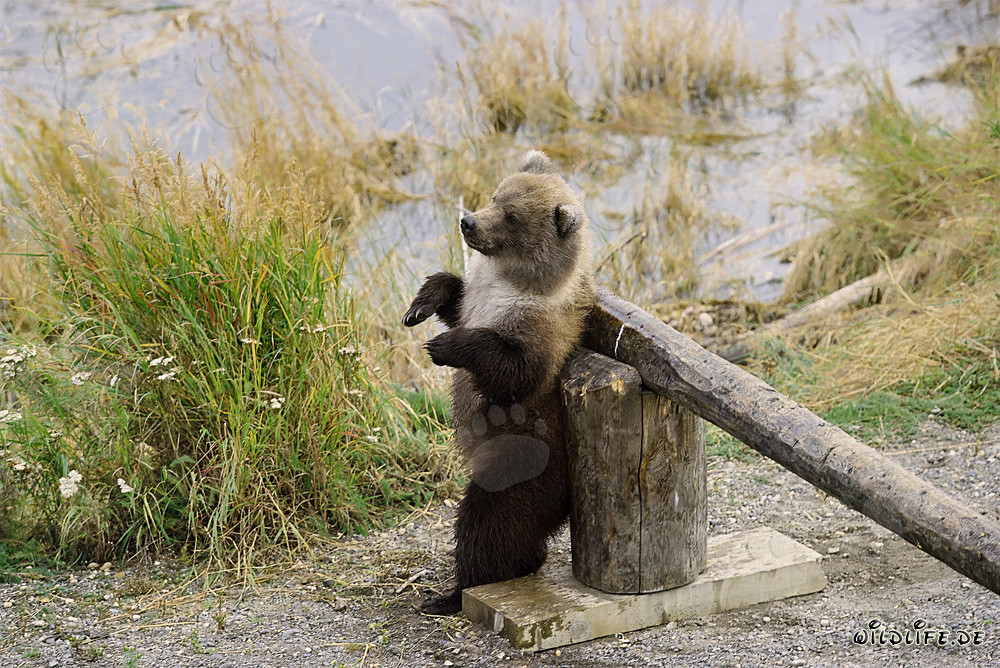 Little Brown Bear at a Barrier