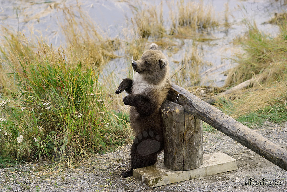 Petit ours brun devant une barrière