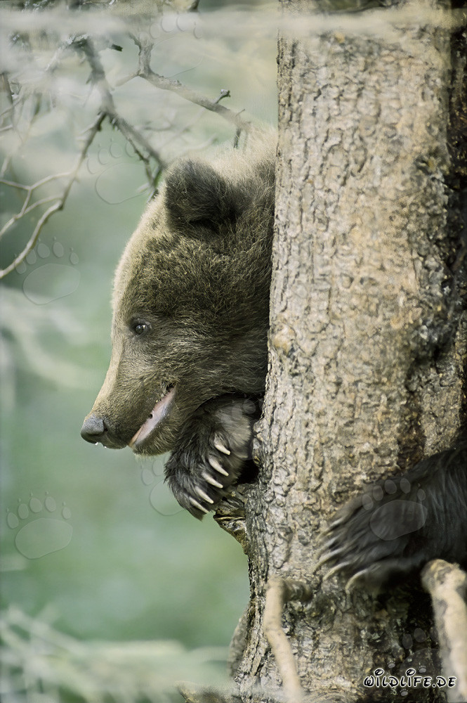 Kleiner Braunbär sicher auf dem Baum in Alaska