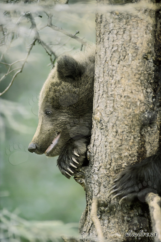 Little Brown Bear safe on the tree in Alaska