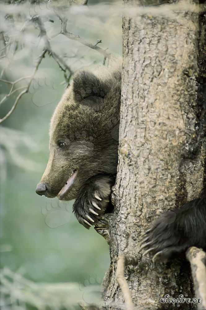 Pequeño oso pardo seguro en el árbol en Alaska
