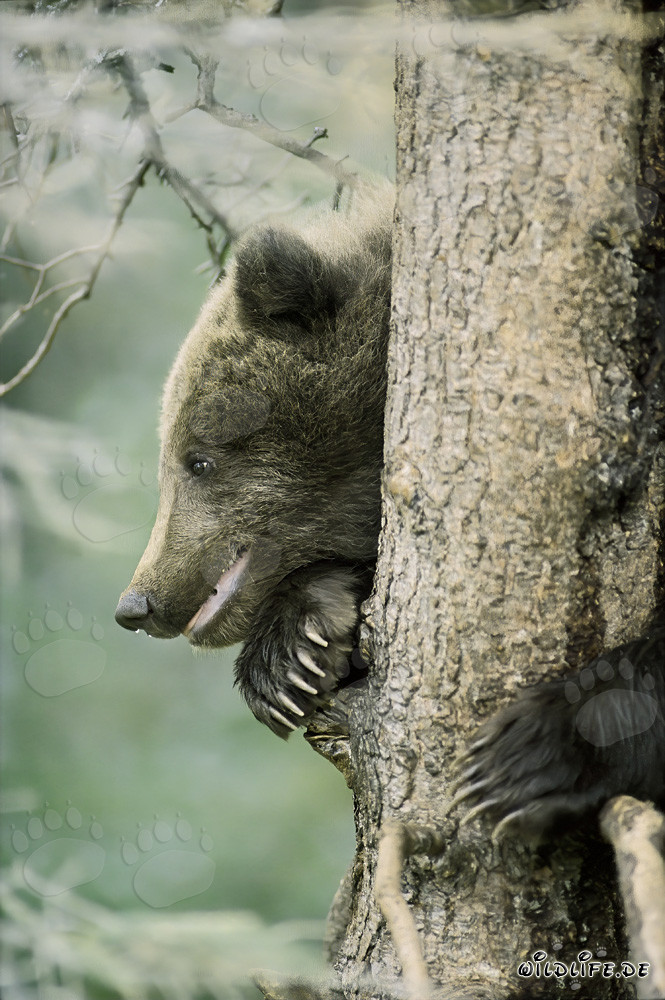 Petit ours brun en sécurité sur l'arbre en Alaska