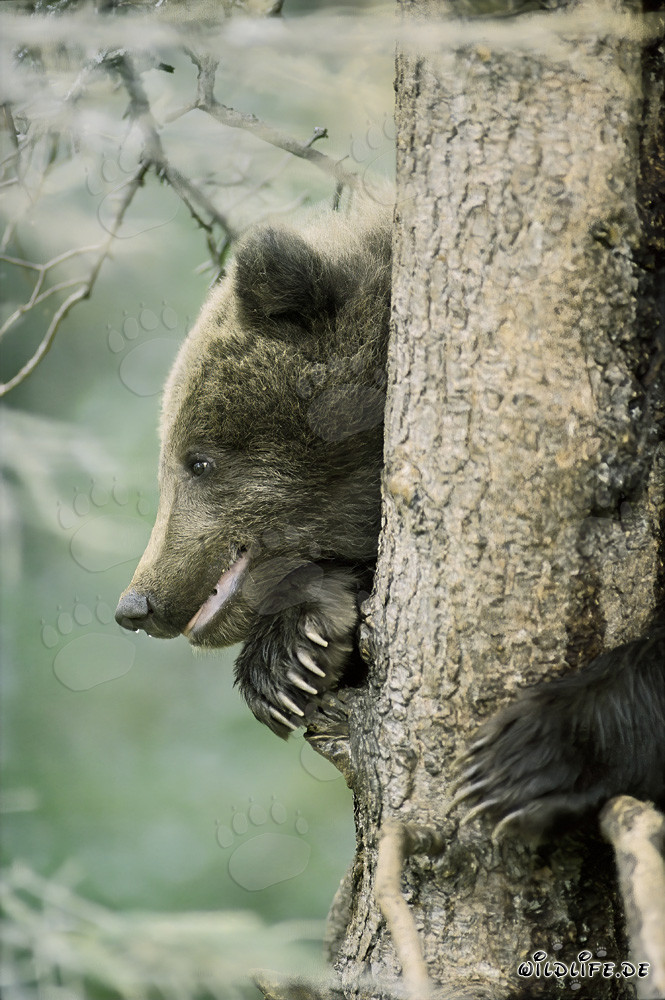 Piccolo orso bruno al sicuro sull'albero in Alaska