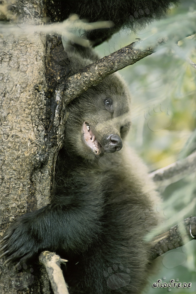 Oso pardo pequeño y temeroso observa a mamá en las cataratas de Brooks