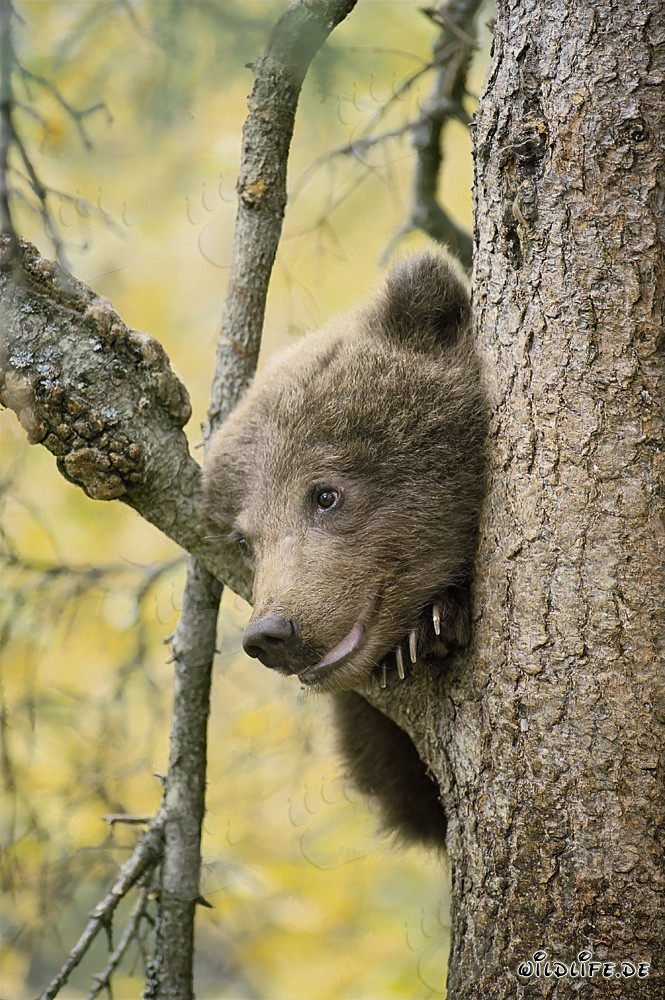 Kleiner Braunbär beobachtet die Umgebung vom Baum aus