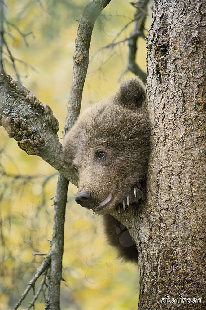 Little Brown Bear observes the surroundings from the tree