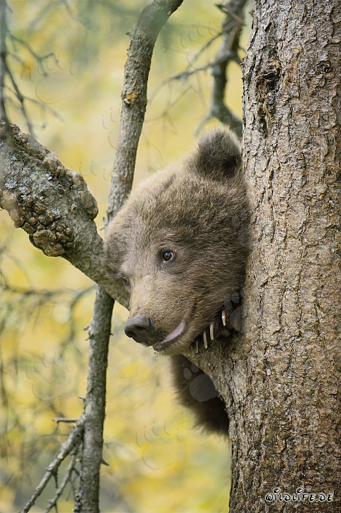 Petit ours brun observe l'environnement depuis l'arbre
