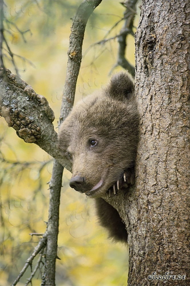 Piccolo orso bruno osserva l'ambiente dall'albero