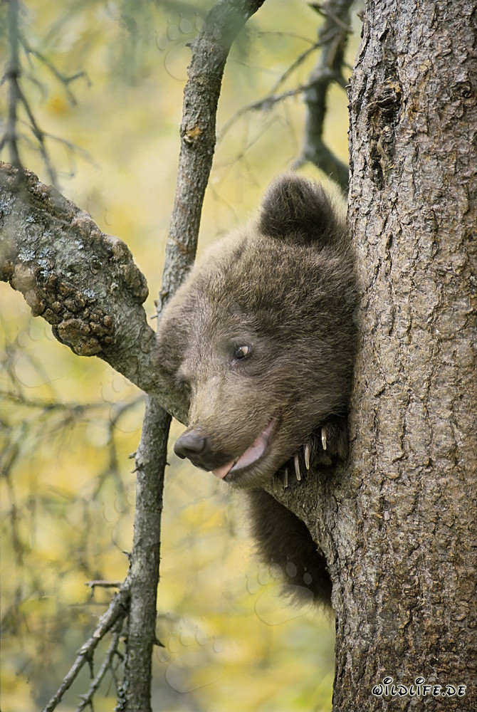 Curious little brown bear observing the surroundings from the tree