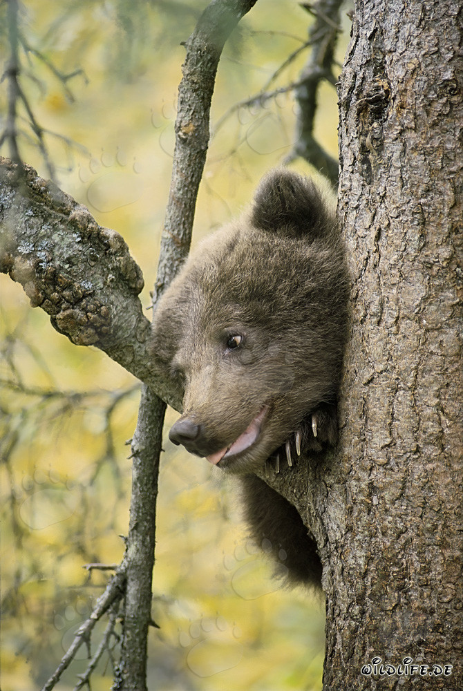 Piccolo orso bruno curioso osserva l'ambiente dall'albero