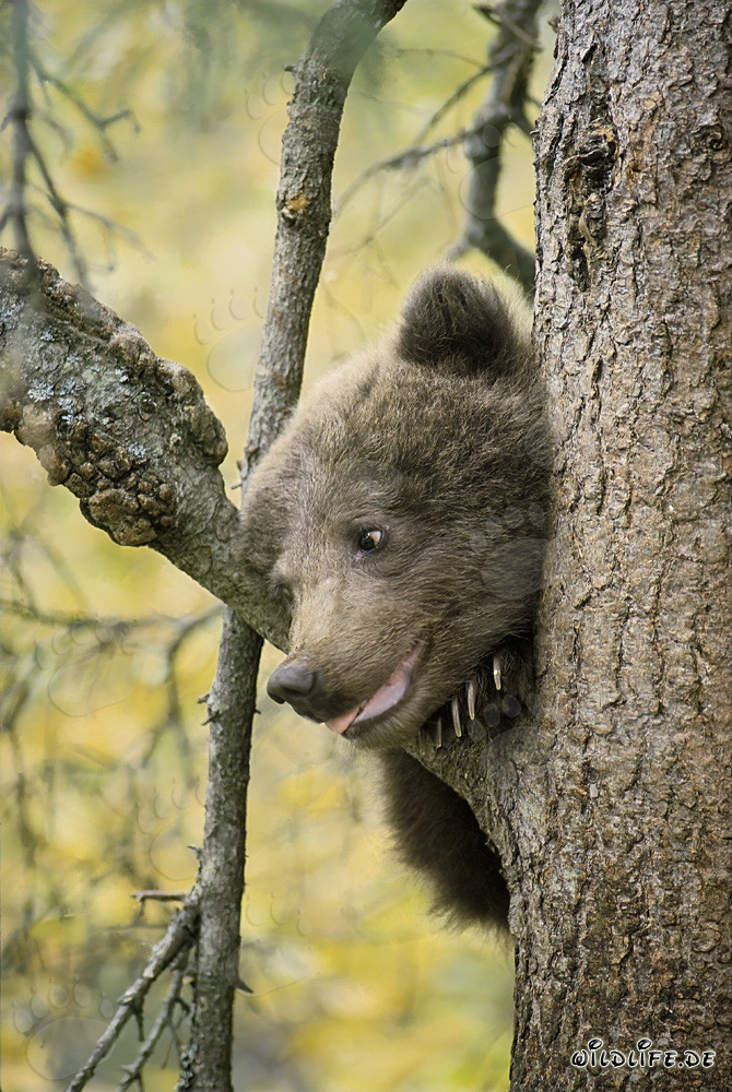 Petit ours brun curieux observe l'environnement depuis un arbre