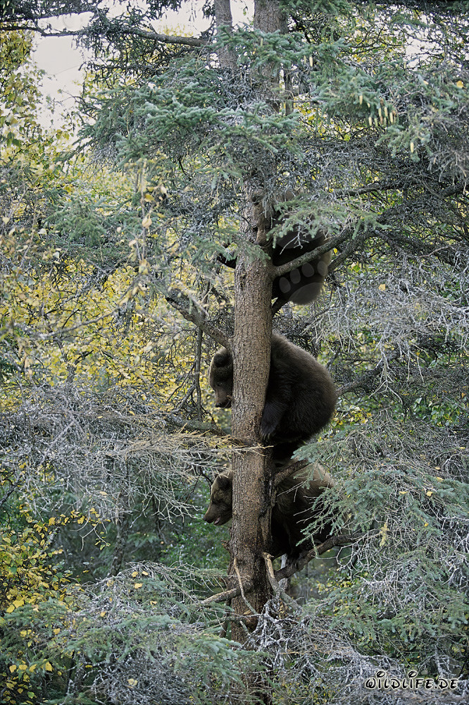 Drei kleine Braunbären beobachten vom Baum aus die Naturwunder Alaskas