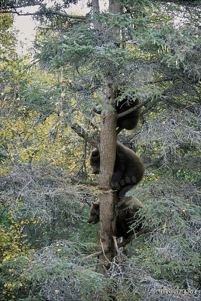 Three small brown bears observing the natural wonders of Alaska from the tree