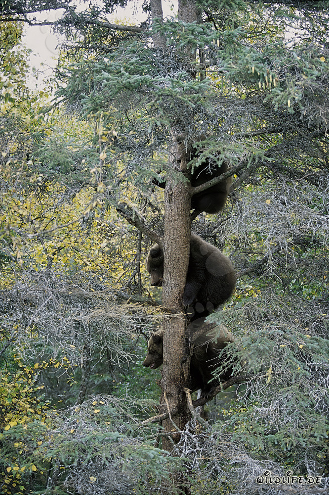 Tre piccoli orsi bruni osservano le meraviglie naturali dell'Alaska da un albero