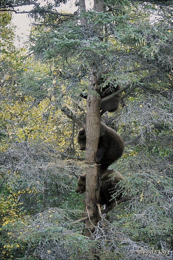 Tres pequeños osos pardos observan las maravillas de la naturaleza de Alaska desde un árbol