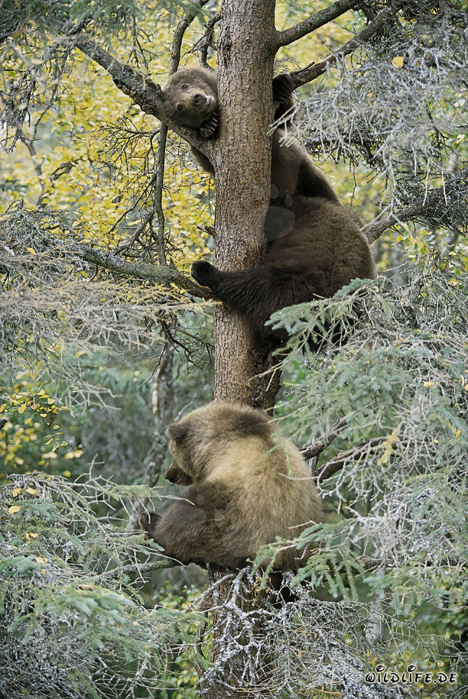 Three little brown bears curiously watching from the tree
