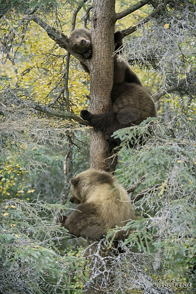 Tres pequeños osos pardos observan curiosamente desde el árbol
