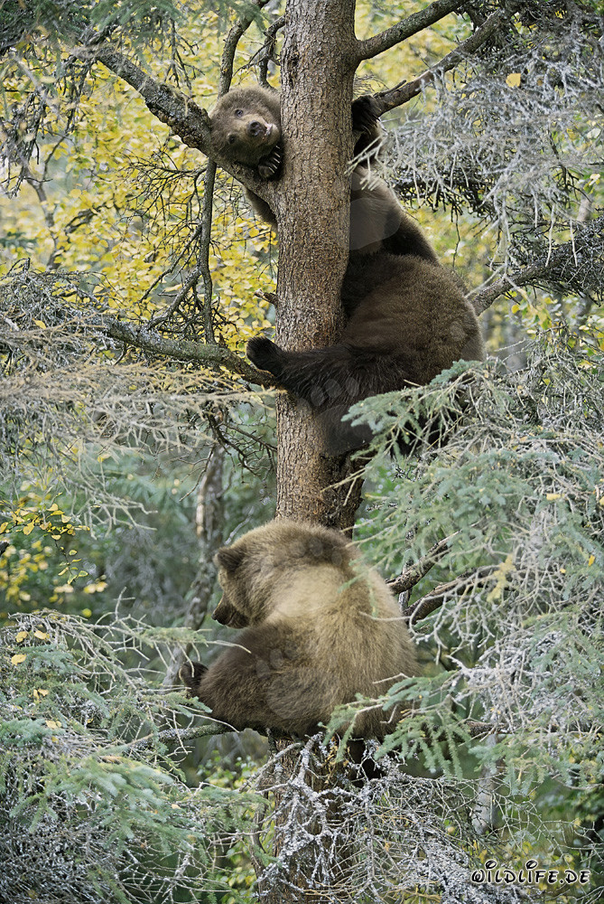 Trois petits ours bruns observent curieusement depuis l'arbre