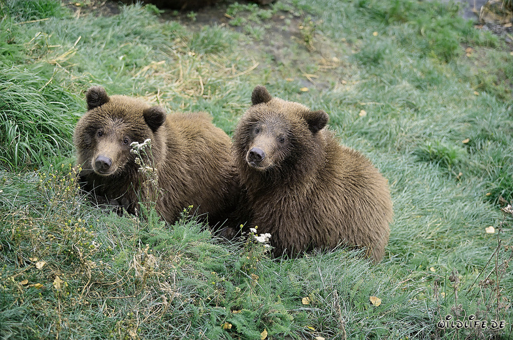 Deux jeunes ours bruns attendent leur mère au bord de la rivière