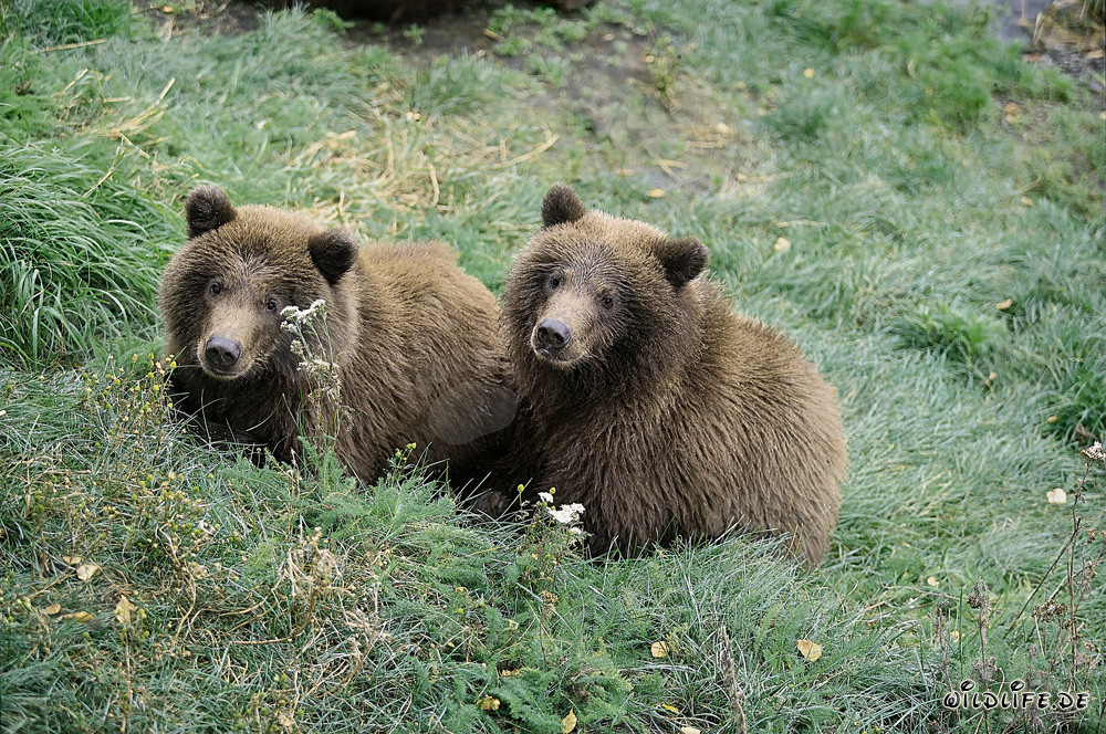 Dos jóvenes osos pardos esperan a su madre en la orilla del río