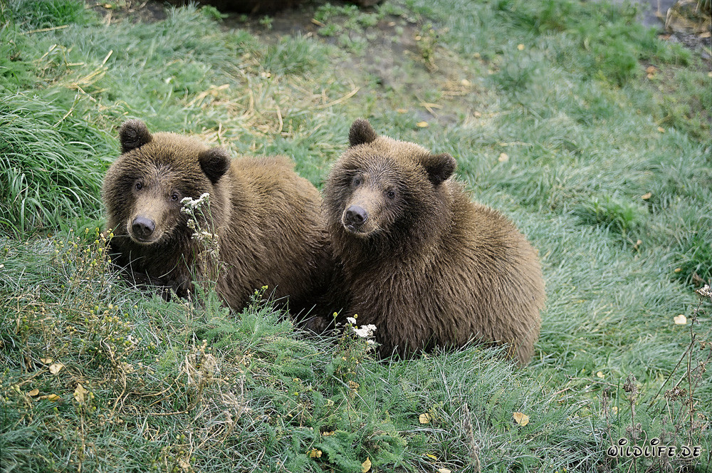 Two young Brown Bears waiting on the river bank for their mother