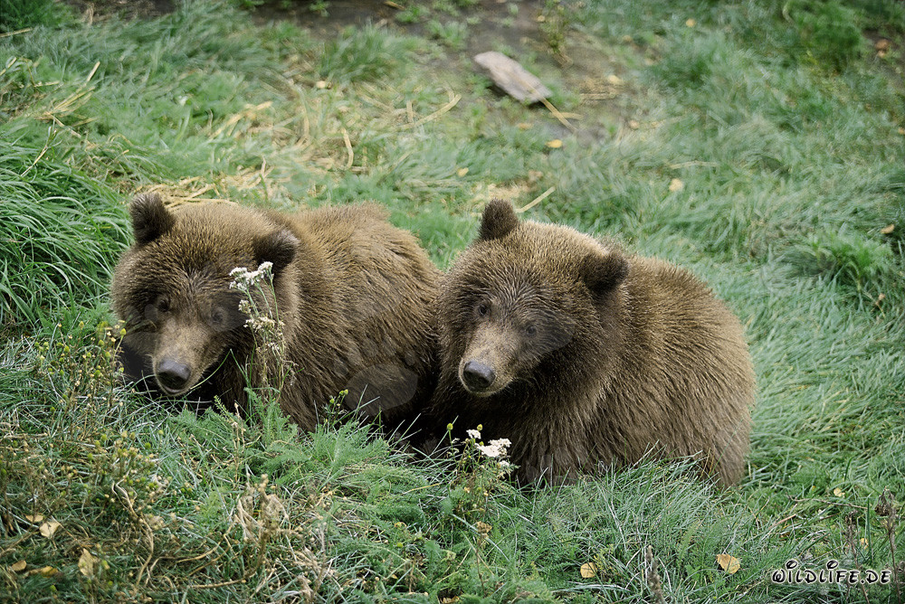 Deux jeunes ours bruns se détendent au bord de la rivière Brooks en Alaska