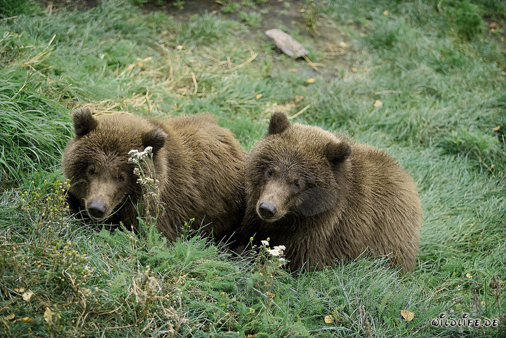 Dos jóvenes osos pardos relajándose en el río Brooks en Alaska