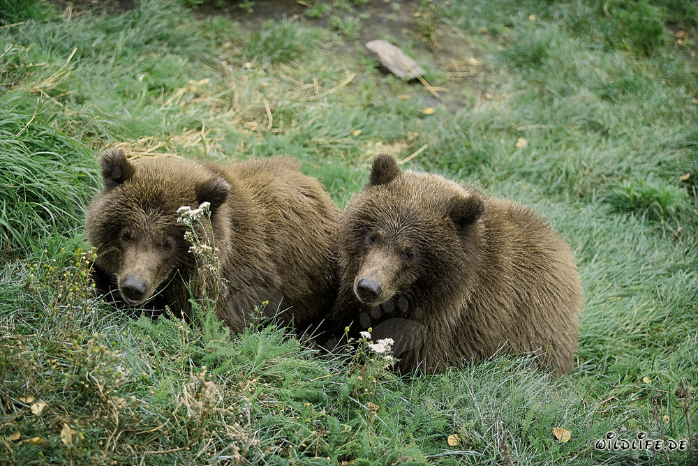 Zwei junge Braunbären entspannen am Brooks River in Alaska