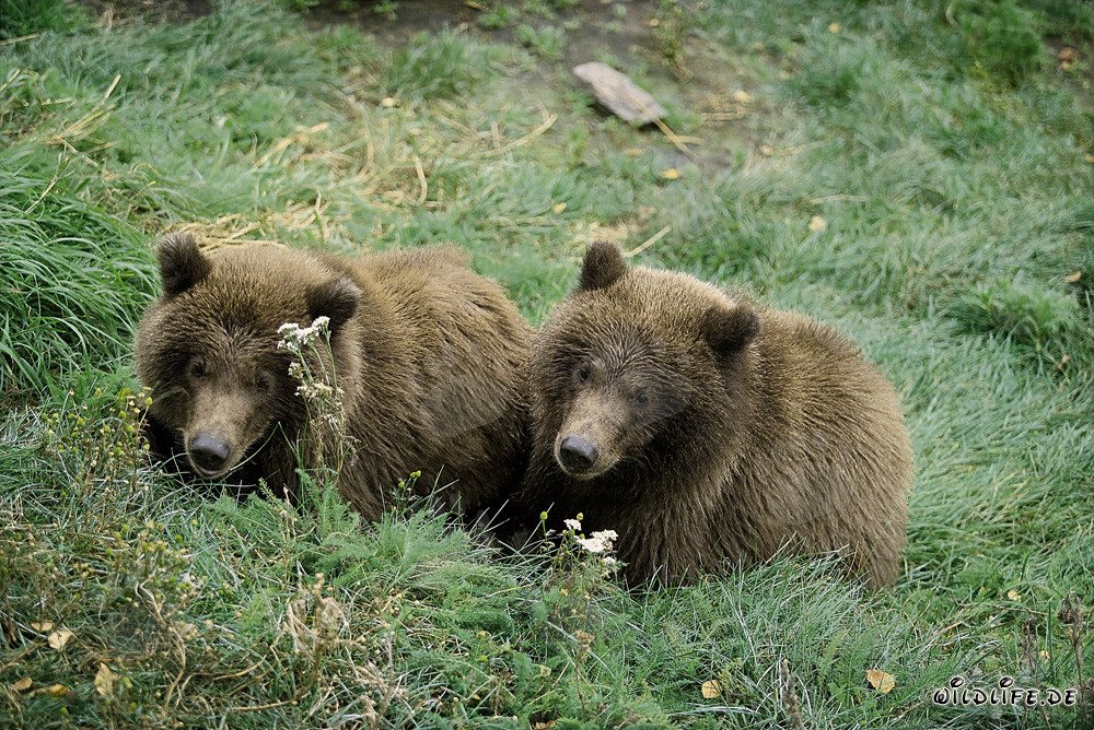 Two young brown bears relaxing at Brooks River in Alaska