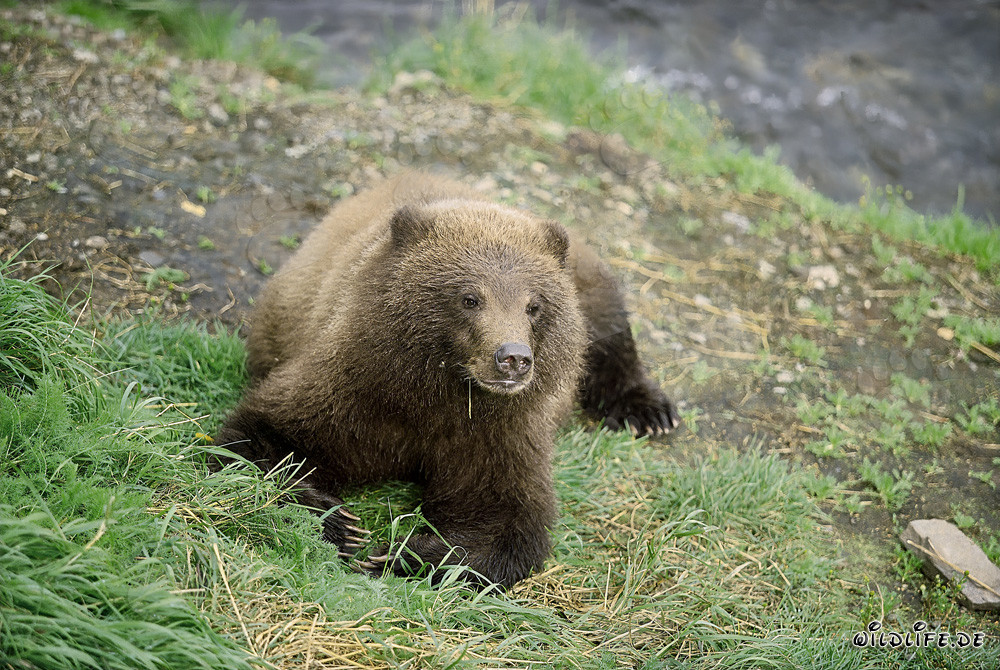 Giovane orso bruno giocoso sul pittoresco argine del fiume