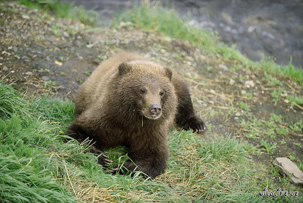 Jeune ours brun joueur au bord pittoresque de la rivière