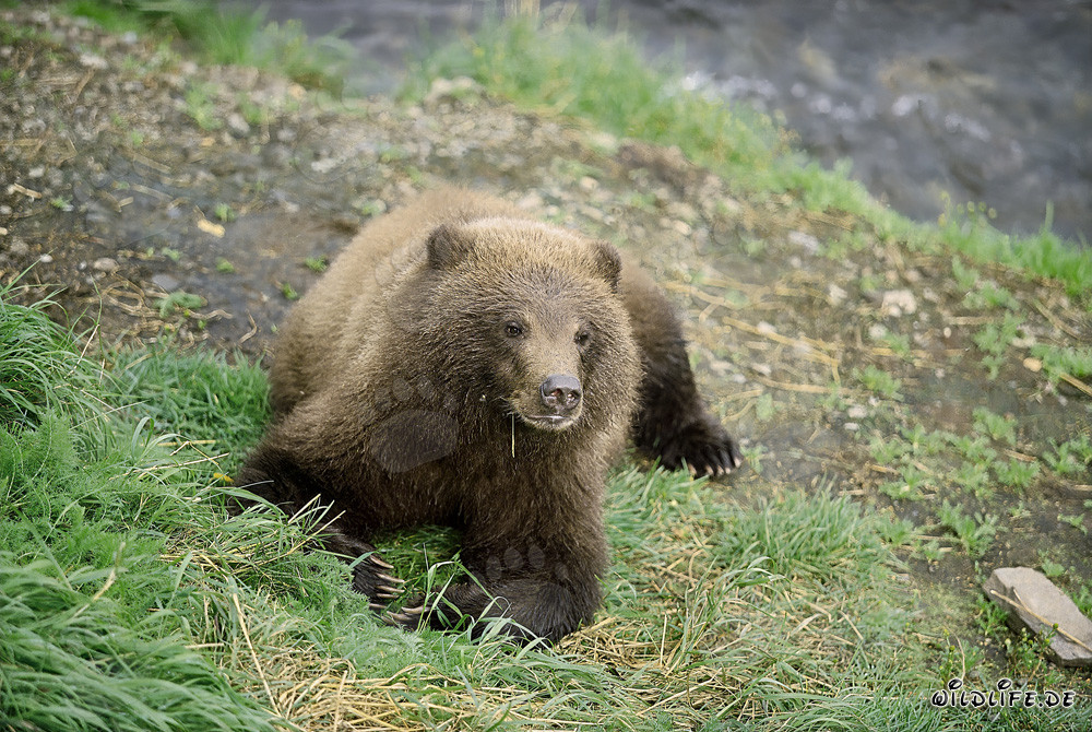 Playful young Brown Bear on the picturesque river bank